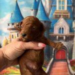 Wasabi-male-minitaure-poodle-puppy-for-sale-1 (3)