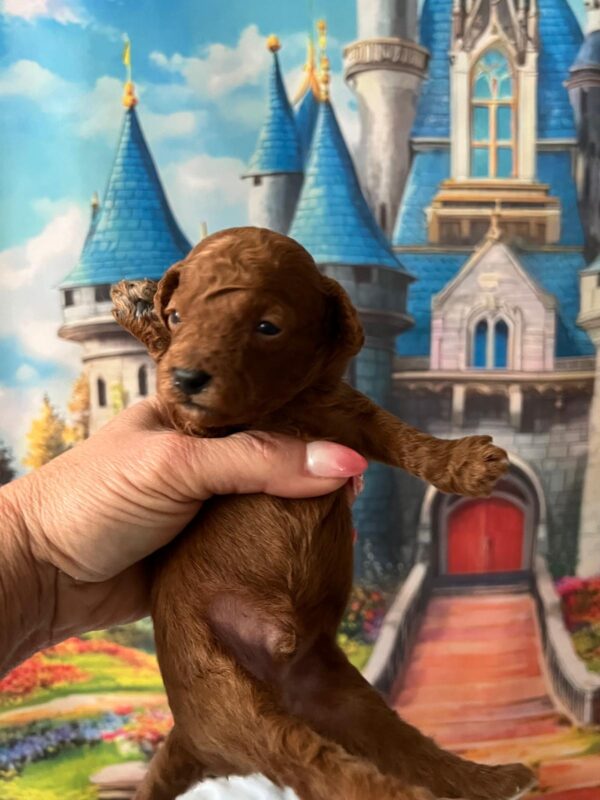 Wasabi Miniature Poodle