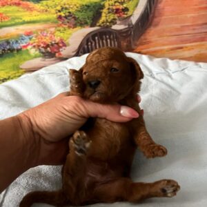 Wasabi Miniature Poodle