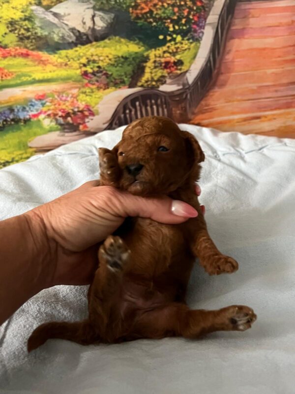 Wasabi Miniature Poodle