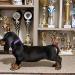 Weasel-female-Dachshund-puppy-for-sale-1 (2)