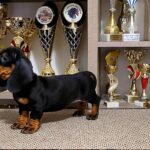Weasel-female-Dachshund-puppy-for-sale-1 (4)