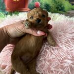 Vena Miniature Poodle