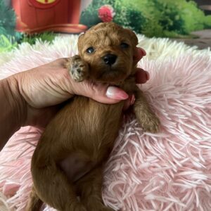 Weezy Miniature Poodle
