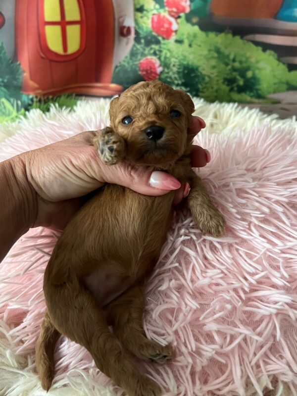Weezy Miniature Poodle