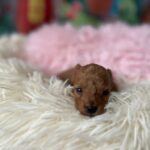 Weezy-female-minitaure-poodle-puppy-for-sale-1 (2)