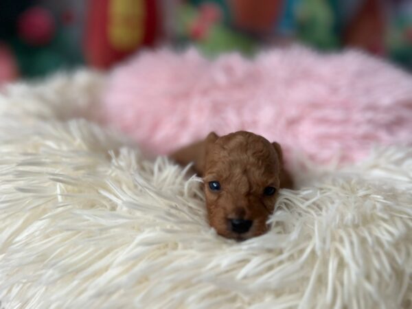 Weezy Miniature Poodle