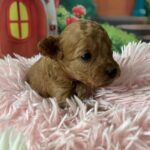 Weezy-female-minitaure-poodle-puppy-for-sale-1 (3)