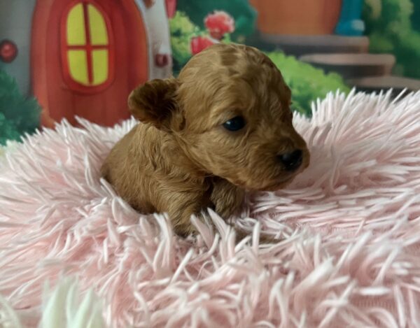 Weezy Miniature Poodle