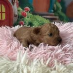 Weezy-female-minitaure-poodle-puppy-for-sale-1 (4)