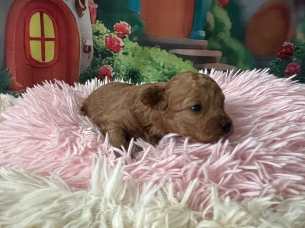 Weezy Miniature Poodle