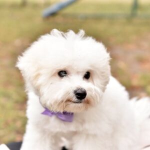 Wendy Bichon Frise Wendy Bichon Frise