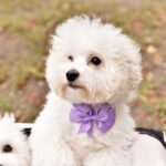 Winston Bichon Frise Winston Bichon Frise