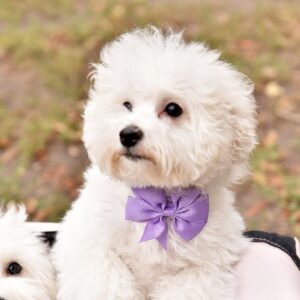 Wendy Bichon Frise Wendy Bichon Frise