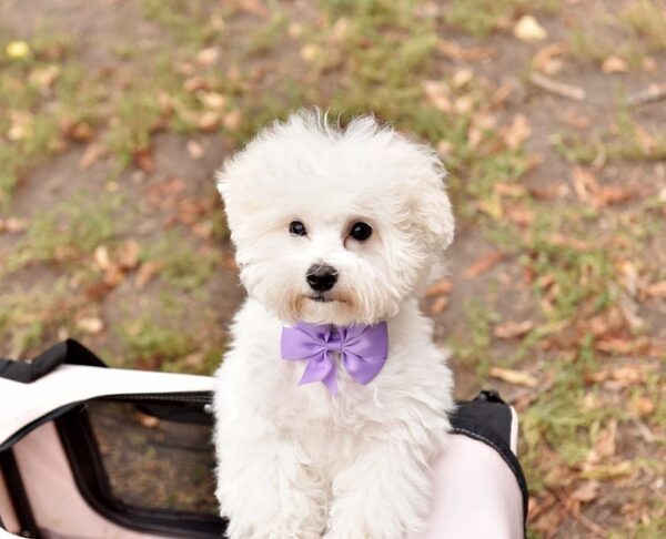 Wendy Bichon Frise