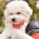 Whiskey-female-Bichon-Frise-puppy-for-sale-1
