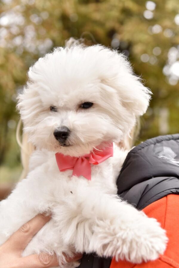 Whiskey Bichon Frise