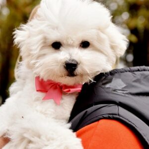 Whiskey Bichon Frise Whiskey Bichon Frise