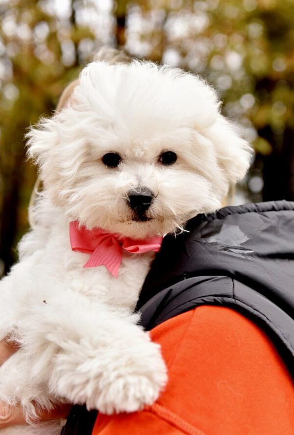 Whiskey Bichon Frise