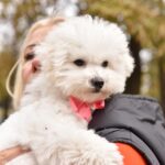 Whiskey-female-Bichon-Frise-puppy-for-sale-3