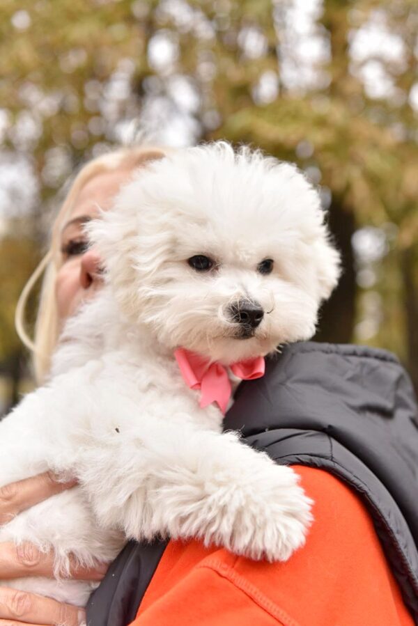 Whiskey Bichon Frise