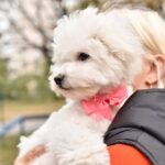 Whiskey-female-Bichon-Frise-puppy-for-sale-4