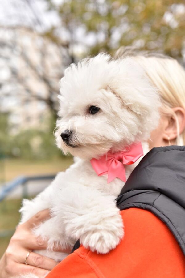 Whiskey Bichon Frise