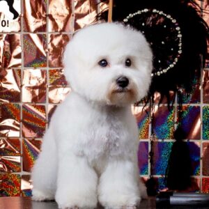 Winston Bichon Frise Winston Bichon Frise