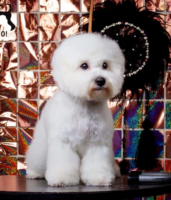 Winston Bichon Frise