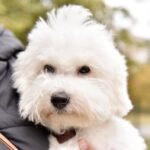 Winston-male-Bichon-Frise-puppy-for-sale-2