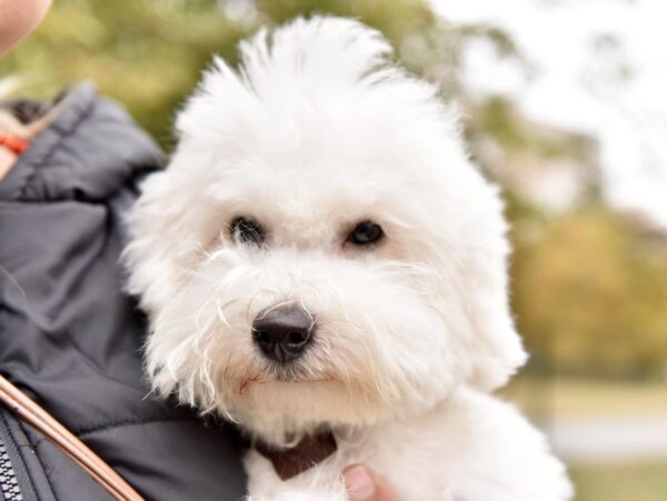 Winston Bichon Frise
