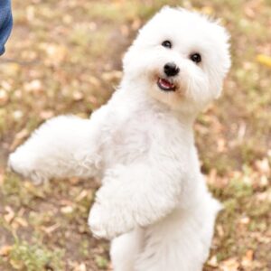 Winston Bichon Frise Winston Bichon Frise
