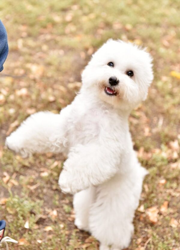 Winston Bichon Frise