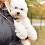 Winston-male-Bichon-Frise-puppy-for-sale-4