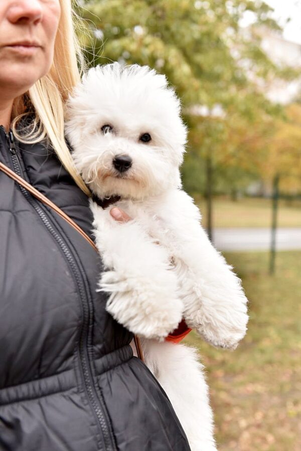 Winston Bichon Frise