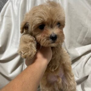 Xanto Maltipoo