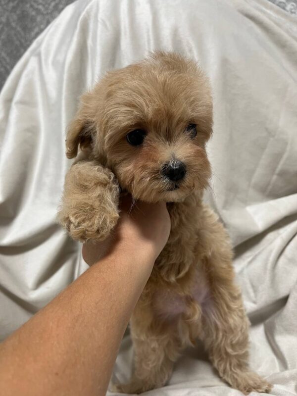 Xanto Maltipoo