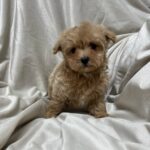 Xanto-male-Maltipoo-puppy-for sale-2