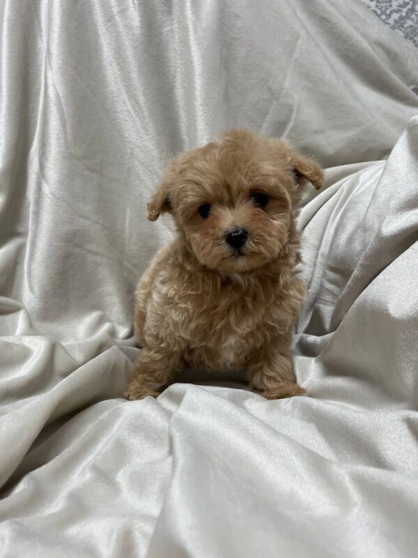 Xanto Maltipoo