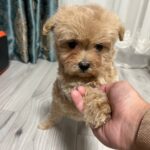 Xanto-male-Maltipoo-puppy-for sale-3