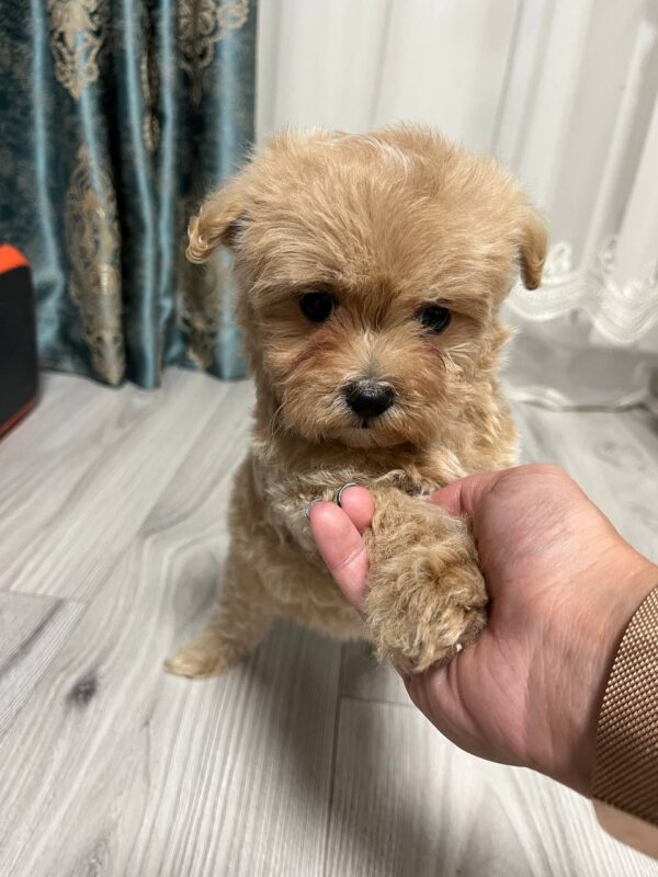 Xanto Maltipoo