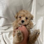 Xanto-male-Maltipoo-puppy-for sale-4