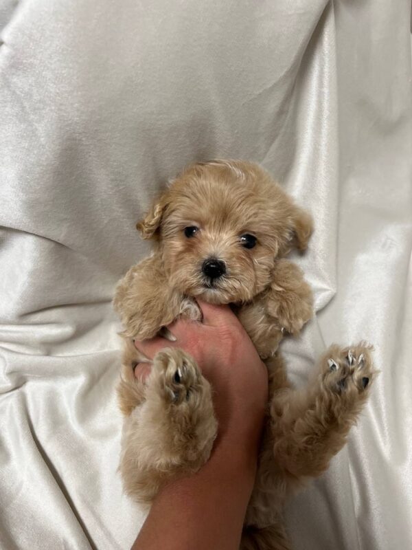 Xanto Maltipoo