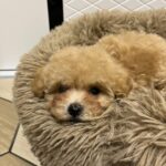 Xarty-male-Maltipoo-puppy-for sale-1