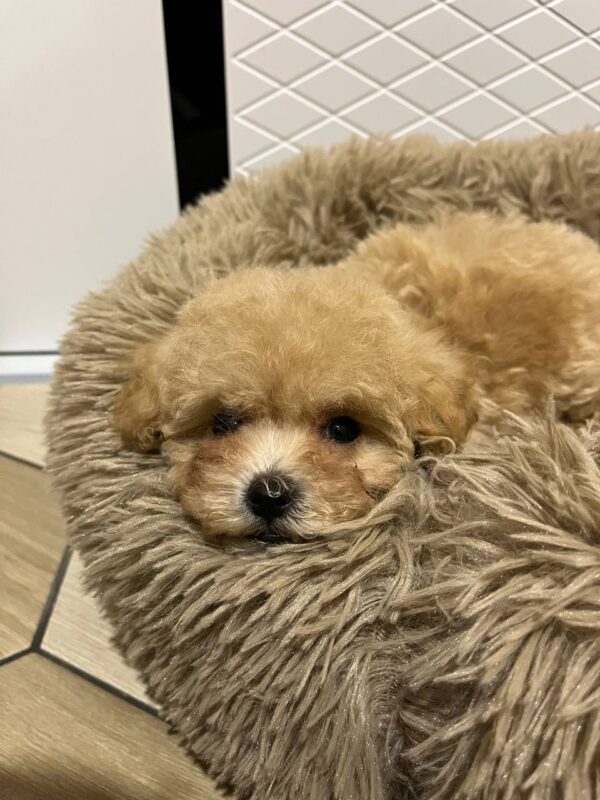 Xarty Maltipoo