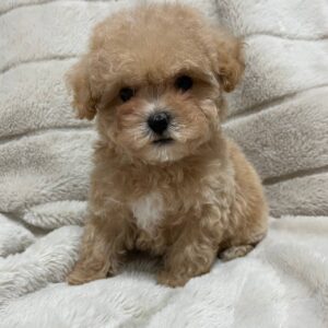 Xarty Maltipoo