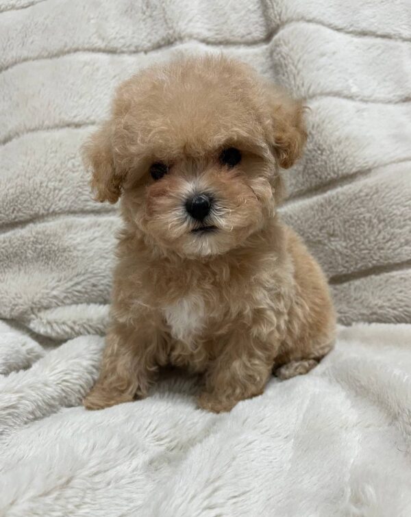 Xarty Maltipoo