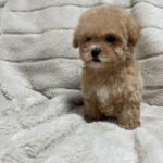 Xarty-male-Maltipoo-puppy-for sale-3