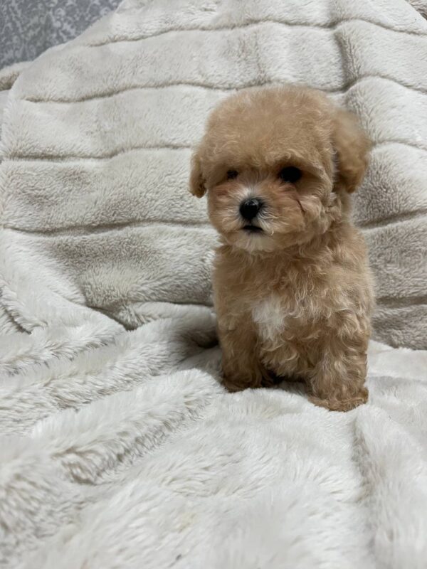 Xarty Maltipoo