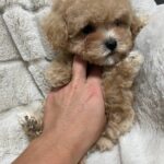 Xarty-male-Maltipoo-puppy-for sale-4
